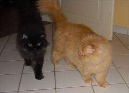 Zwei Selkirk-Rex Kater abzugeben