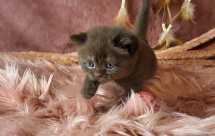 Bkh Kitten in seltener Farben. Stammbaum
