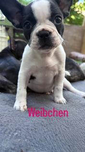 7 Französische Retro Bulldoggen Welpen