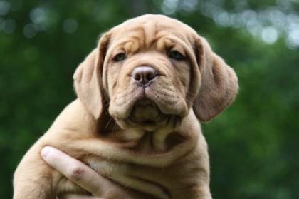 Bordeauxdoggen von sankt Stephan