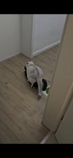 Deckkater BKH mit Stammbaum