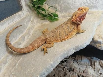 2 Bartagamen mit Terrarium