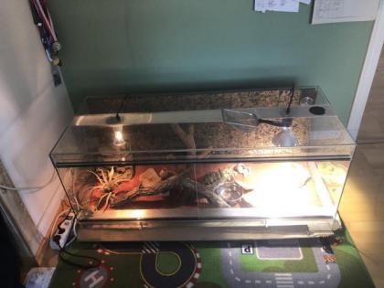 Bartagamenpärchen mit Terrarium und Zubehör