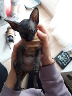 Sphynxbaby