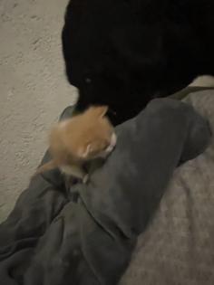 Maine Coon Mix Kitten