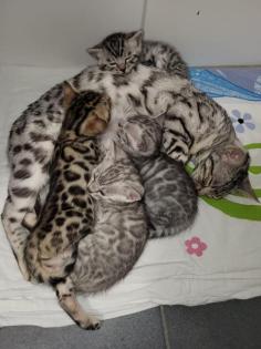 Bengal Katzen-Babys