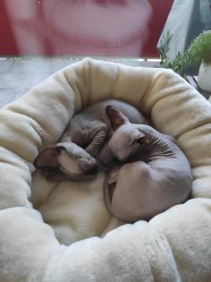 2 Sphynx Katerchen