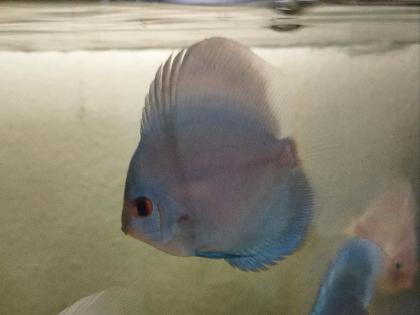 Diskus Blue Skorpion 6/8cm