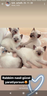 Siam. Thai-Siam. Deckkater.