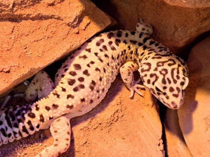 Verkaufe Leopardgecko und Terrarium