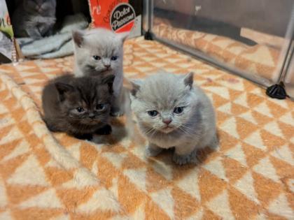 Wir bieten liebevolle, gut erzogene, reinrassige Britisch-Kurzhaar-Kitten zu erschwinglichen Prei