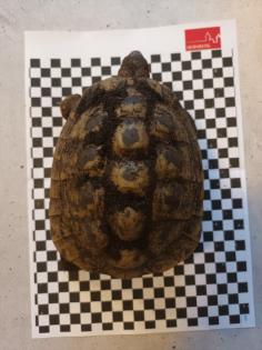 Griechische Landschildkröten abzugeben