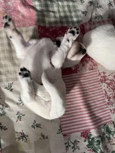 Weiße Schweizer Schäferhund Welpen