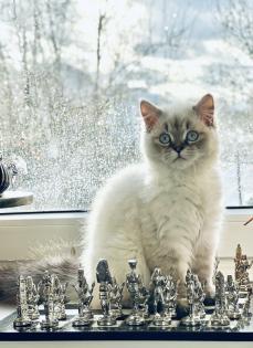 Deckkater Fury - Reinrassiger Dtsch Langhaar/German Angora sucht Damen