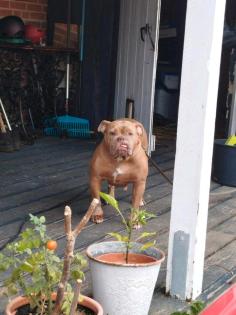 Boxer/Dogge/bulldogge