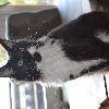 Maine Coon Youngster in black w white mit Stammbaum