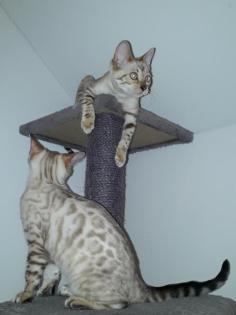 Bengal Snow Lynx/Mink Weibchen