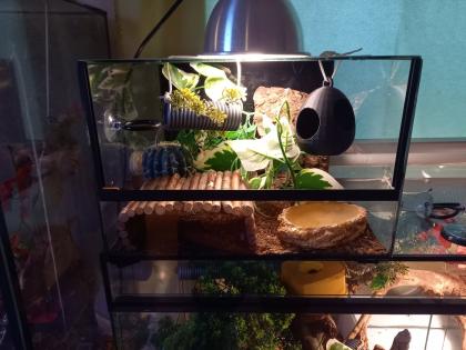 Höckerkopfgecko 0. 0. 1 mit Terrarium