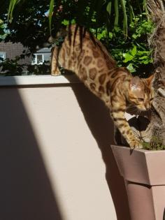 Liebevoller Kater Reinrassig Bengal in Gute Hände abzugeben