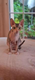 Reinrassige Canadian Sphynx Katzenbabys