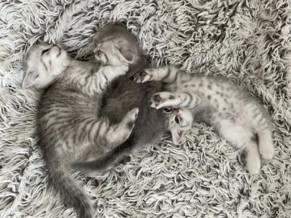 BKH Kitten, Silver Shaded, Stammbaum