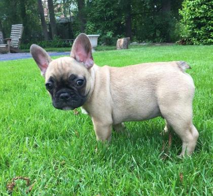 Wunderschöne Welpen der französischen Bulldogge