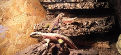 4. 0 4 Maskenleguane / Terrarium mit Zubehör