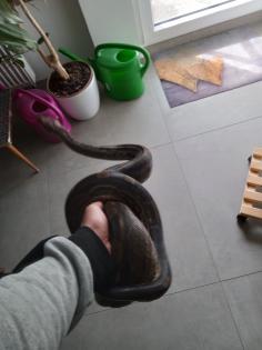 BCI 1. 0/0. 1 CA motley het albino Sharp und mix