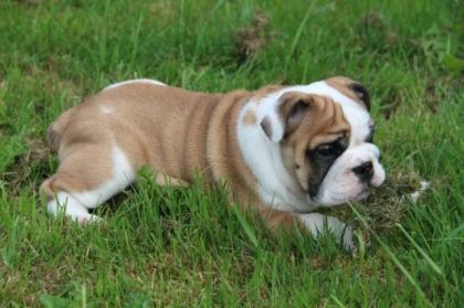 Schöner Welpe Englische Bulldogge FCI