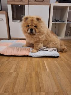 Chow Chow zu verkaufen.