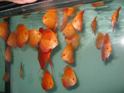 Diskus red melon, red royal