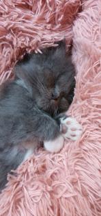 Reinrassig sibirische waldkatze, neva, Maine Coon, siam, perser, bkh
