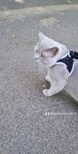 Erfahrener BKH Deckkater Lilac Blutgruppe B