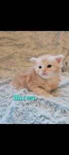 Maine Coon Kitten reinrassig