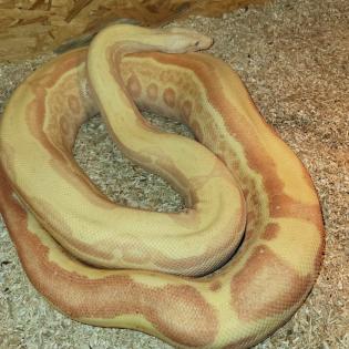 Boa c. i. adult abzugeben verschiedene Morphen