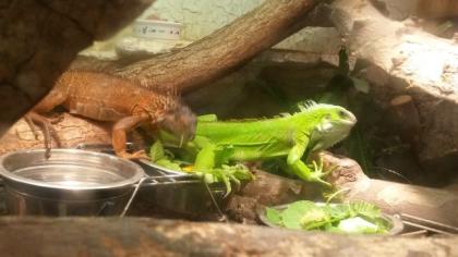 Pärchen Grüne Leguane iguana iguana ab zu geben