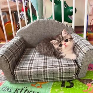 Exotic Shorthair Kitten männlich Fibie sucht eine neue Familie - mit Stammbaum