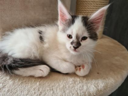 Maine-coon Kitten mit Stammbaum