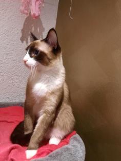 Siam Deckkater