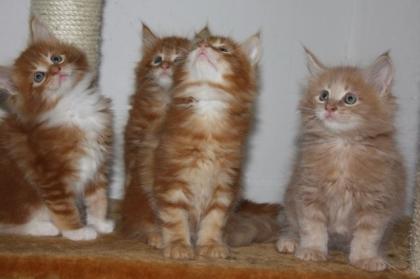 Traumhafte Maine-Coon-Kitten suchen neue Dosenöffner