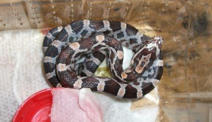 5. Kornnatter Hypo Miami Phase het. black