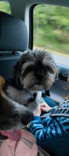 Shih - tzu