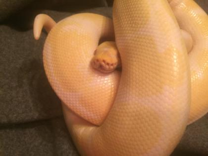 1. 0. 0 Königspython Albino
