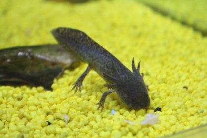 Axolotl natur und albino Ambystoma mexicanum