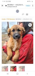 Tolle Welpen, Junghunde Hundesenioren