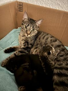 BKH/EKH Mix Kitten suchen ein zuhause