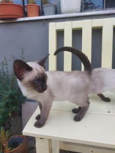 Reinrassige Siam Kitten