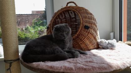 Katzenpension Eisenlauer