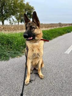 Trixie liebt kuscheln und Spaziergänge