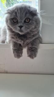 Blh katze kitten mit impfheft